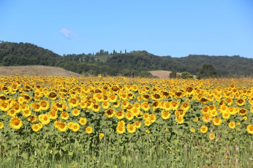 Zonnebloemenveld Toscane