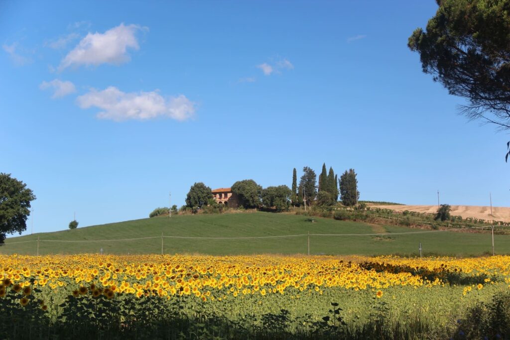 Toscaanse heuvel met zonnebloemen