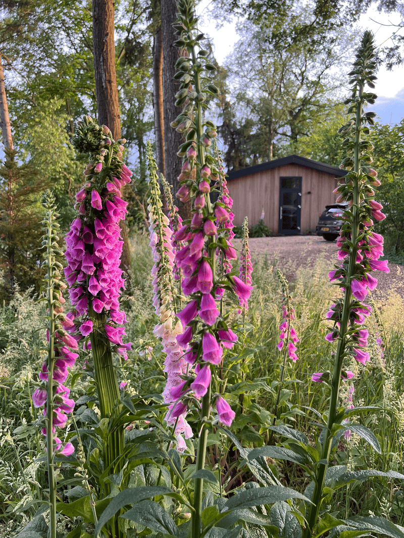 Our cabin - roze bloemetjes