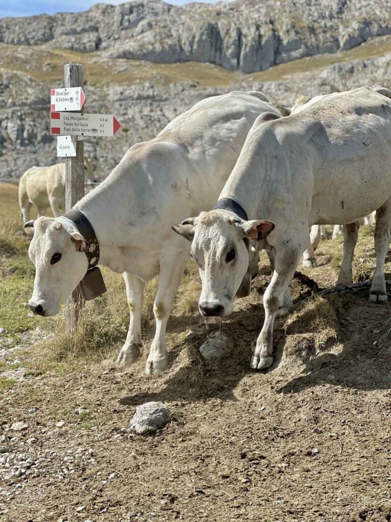 De Alpen bij Cuneo ontdekken op de Via del Sale 8 Foto 16 09 2025 14 39 38 kopie
