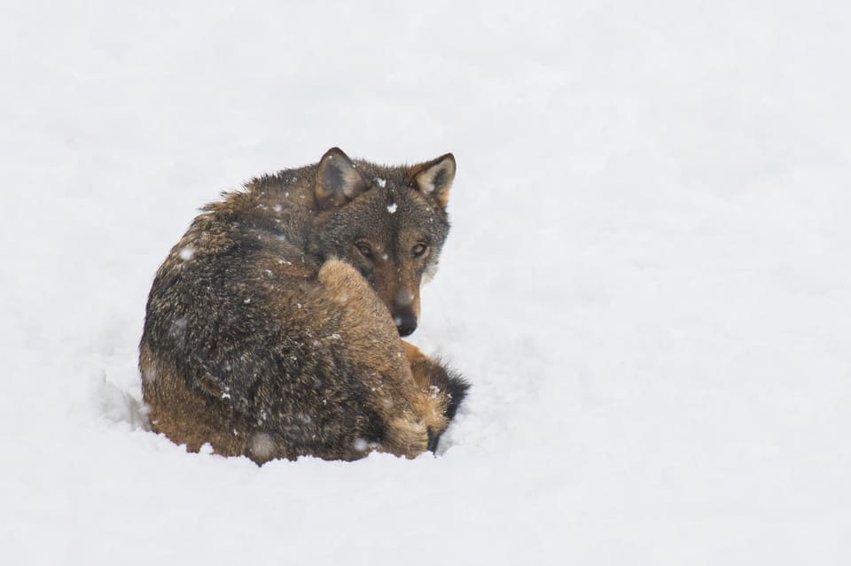 Wolven spotten in Abruzzo 4 abruzzo - wolf in de sneeuw