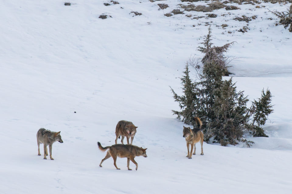 Wolven spotten in Abruzzo 7 Wolven spotten in Abruzzo