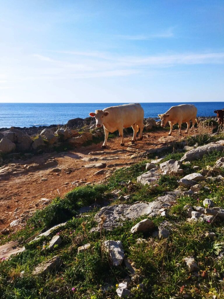 San Vito lo capo - witte koeien op pad langs kust