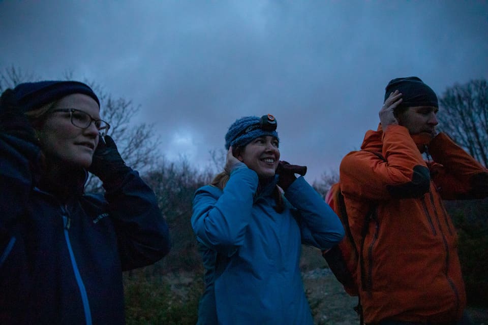 Wolven spotten in Abruzzo 5 wildlife watching abruzzo - wolvengehuil