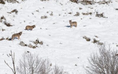 Wolven spotten in Abruzzo