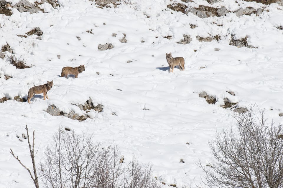 Wolven spotten in Abruzzo - wolven in de sneeuw