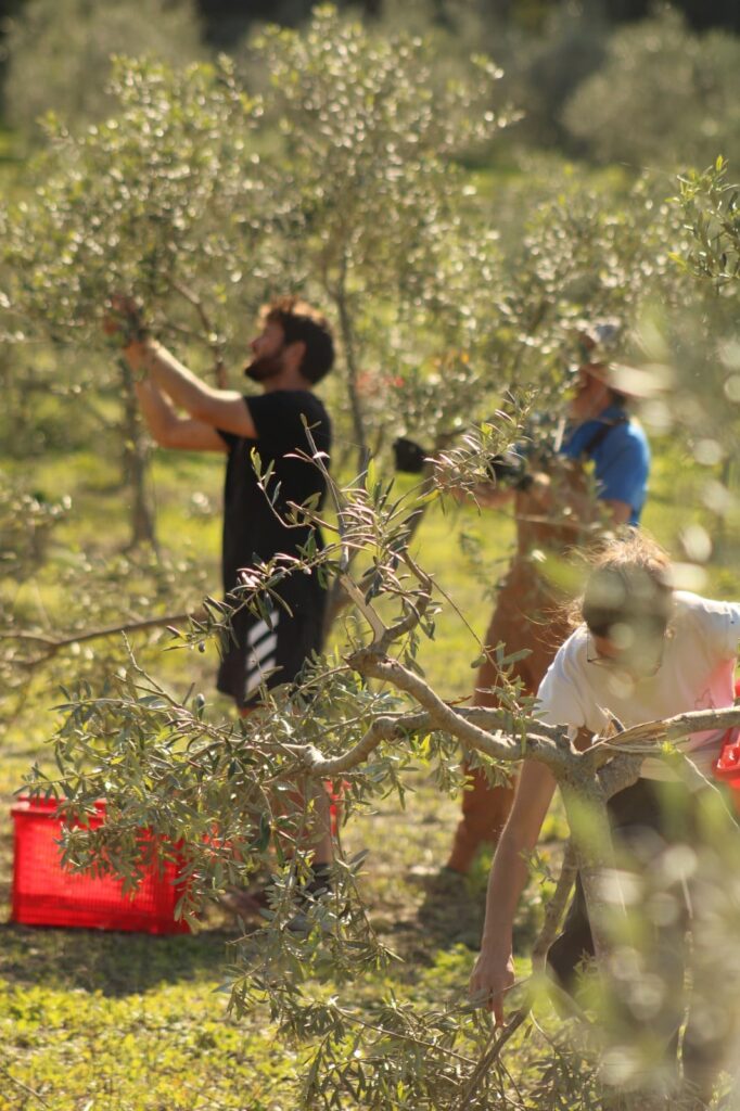 Tenuta Donna Maria - olijvenoogst