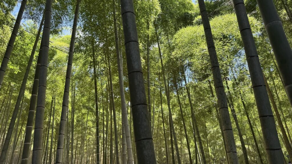 Bamboebos in japan