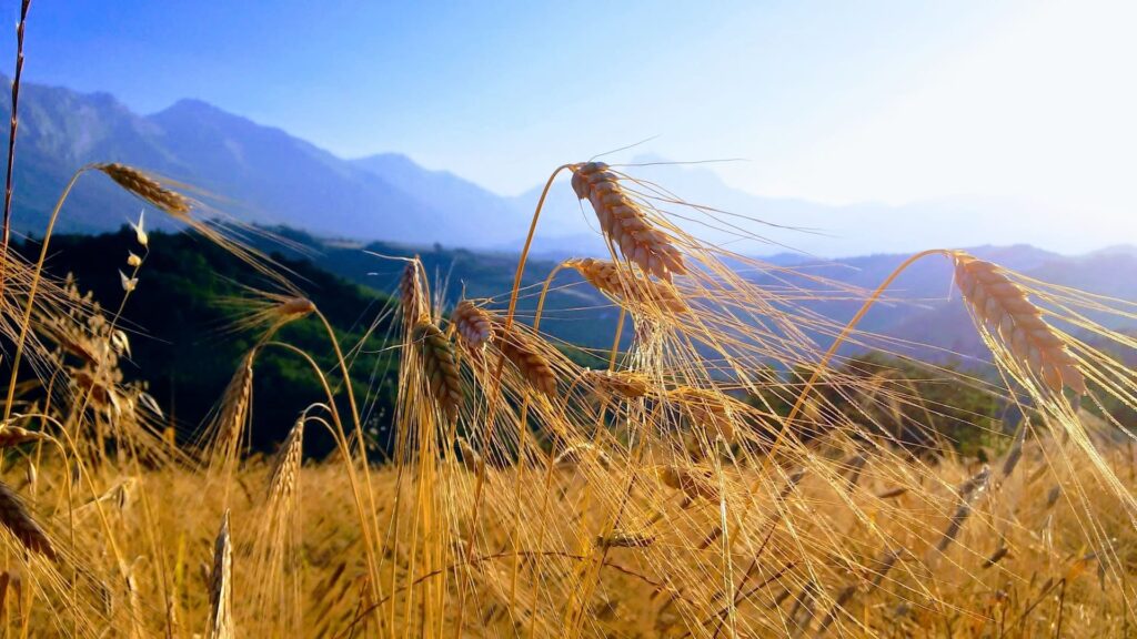La Vecchia Fontana 1 La vecchia fontana - graan