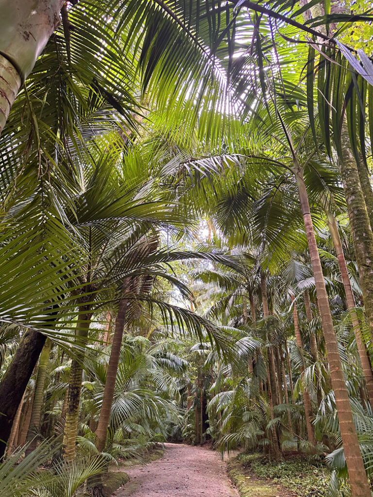 São Miguel Azoren, Portugal 19 12 Terra Nostra Park