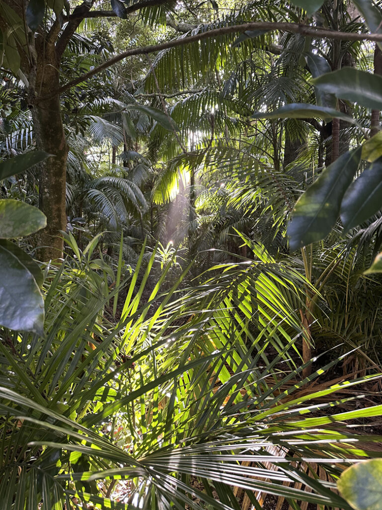 São Miguel Azoren, Portugal 9 15 Terra Nostra Park