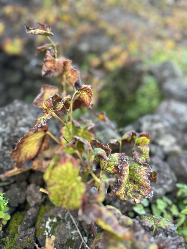 22 Biscoitos vineyard Tereceira