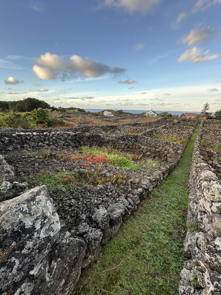 23 Biscoitos vineyard Tereceira