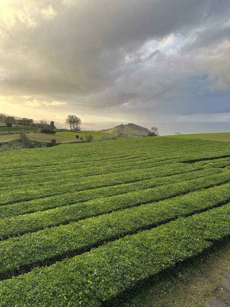 São Miguel Azoren, Portugal 23 27 theeplantages van Gorreana