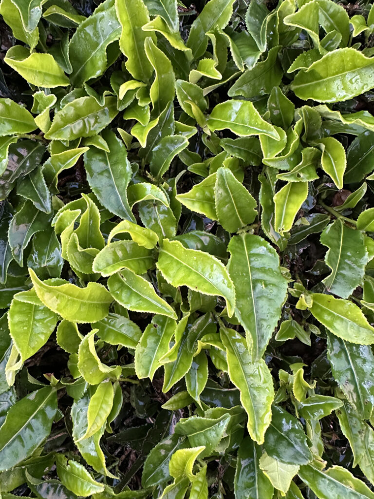 São Miguel Azoren, Portugal 22 33 theeplantages van Gorreana