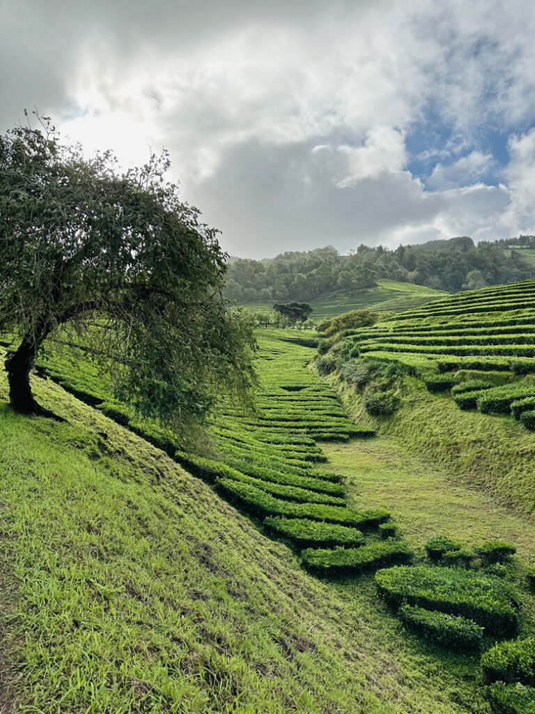 São Miguel Azoren, Portugal 3 33b theeplantages van Gorreana