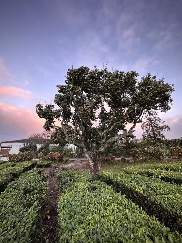São Miguel Azoren, Portugal 8 35 theeplantages van Gorreana