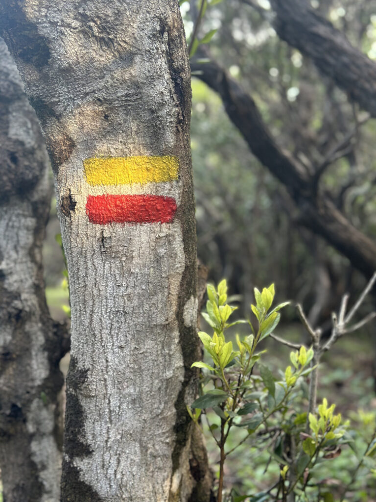 8 wandelroute boom Terceira