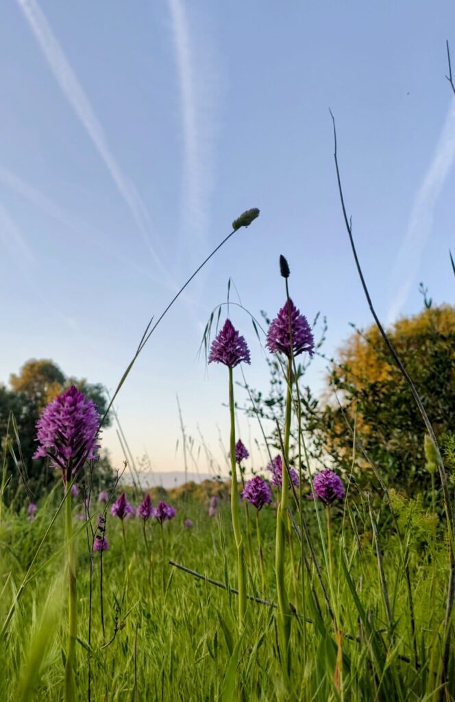 Quinta Alfarrobeira - orchidee