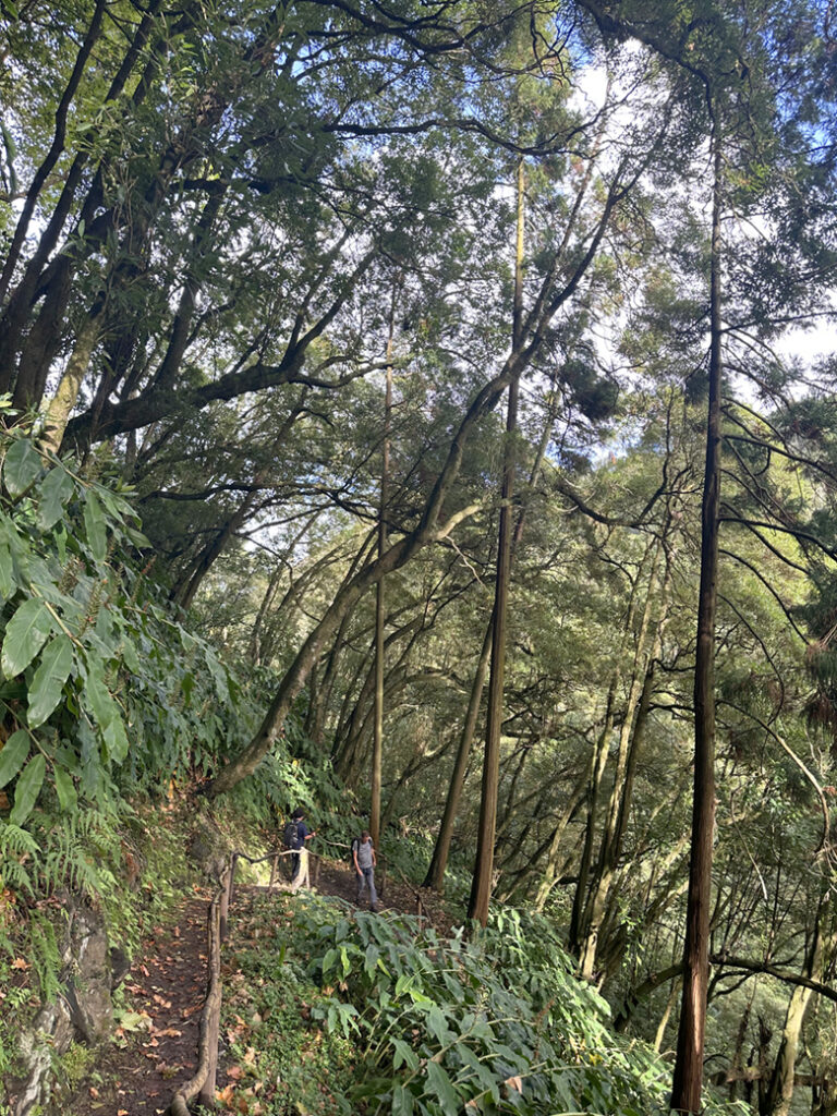 São Miguel Azoren, Portugal 41 Bos met cryptomeria - Japanse ceder Trilho Municipal Moinho do Félix