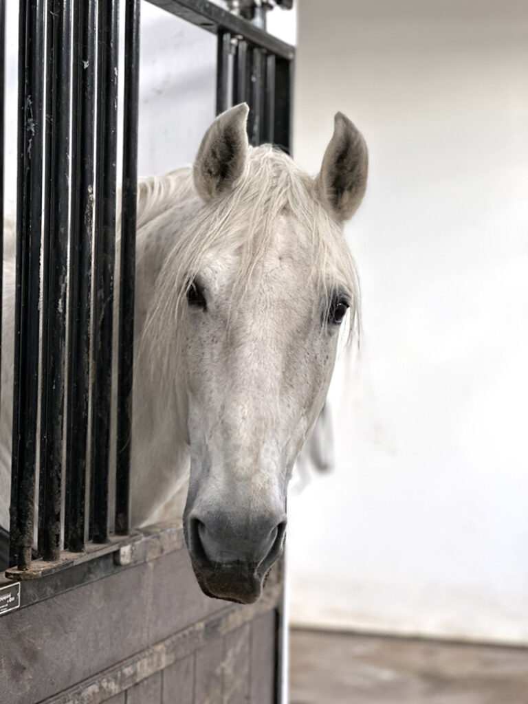 São Miguel Azoren, Portugal 42 Lusitano Garden Villas