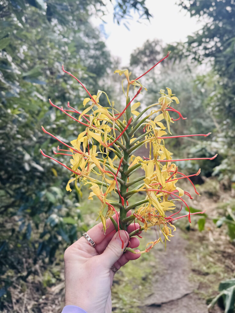 São Miguel Azoren, Portugal 40 W2 doorkijkje Trilho Municipal Moinho do Felix 10 36 42
