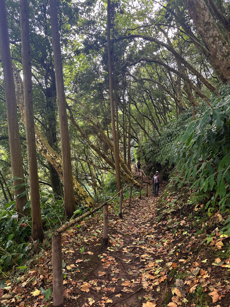 São Miguel Azoren, Portugal 30 W2 doorkijkje Trilho Municipal Moinho do Felix 10 48 12