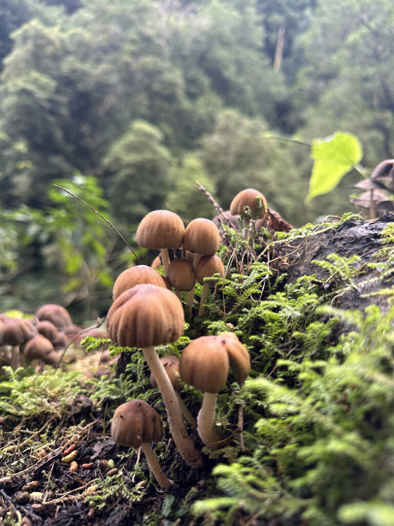 São Miguel Azoren, Portugal 32 W2 doorkijkje Trilho Municipal Moinho do Felix 11 20 58