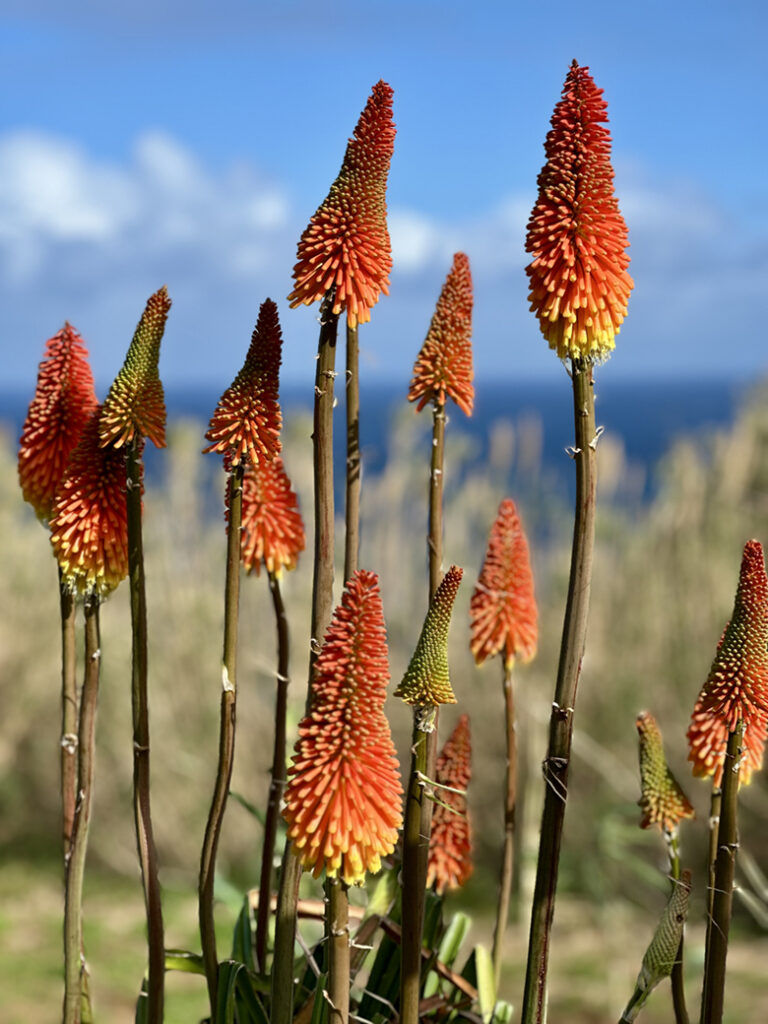 São Miguel Azoren, Portugal 29 W2 doorkijkje Trilho Municipal Moinho do Felix 11 51 22 1