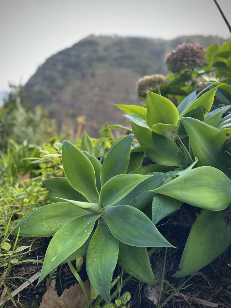 São Miguel Azoren, Portugal 7 W2 plant Trilho Municipal Moinho do Felix