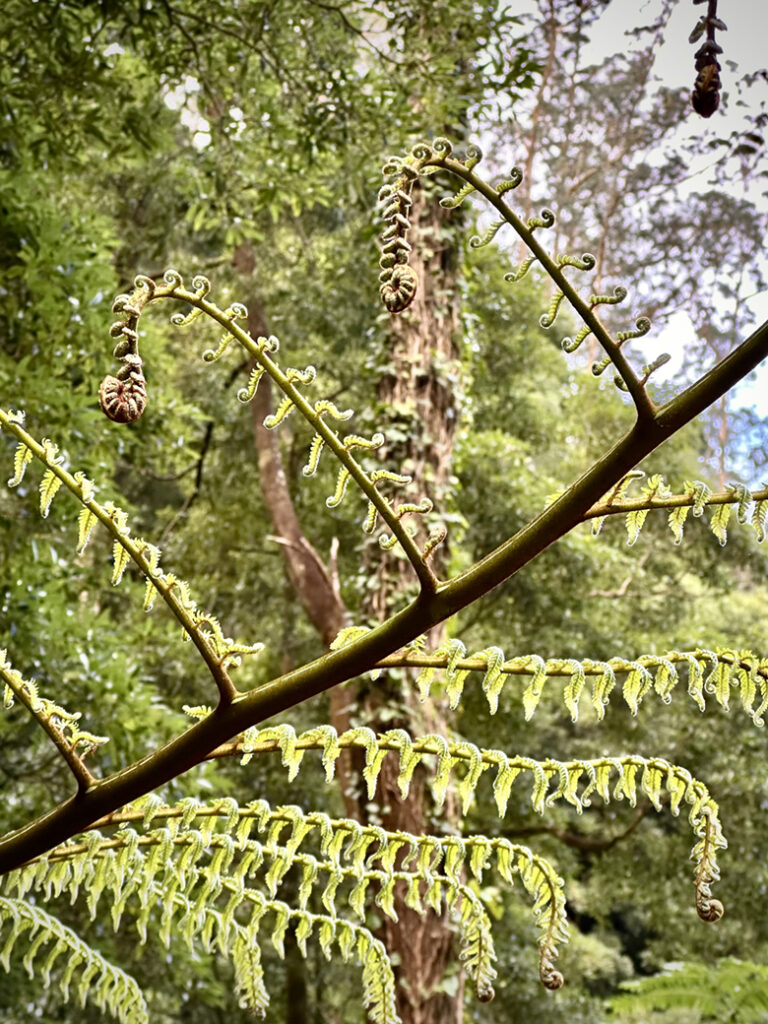 São Miguel Azoren, Portugal 38 W3 Caldeira Velha 11 15 43