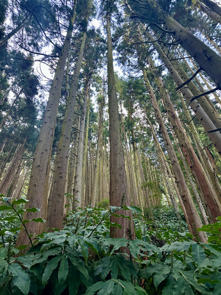 São Miguel Azoren, Portugal 2 bomen