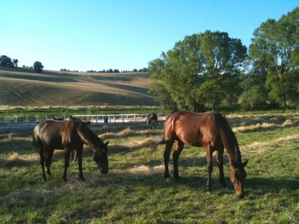 Casale Il Gallo Bianco - land met paarden