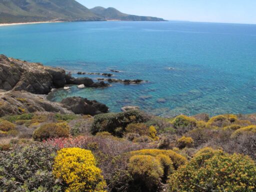 Wandelen op Sardinie - Flumini maggiore - macchia in bloei
