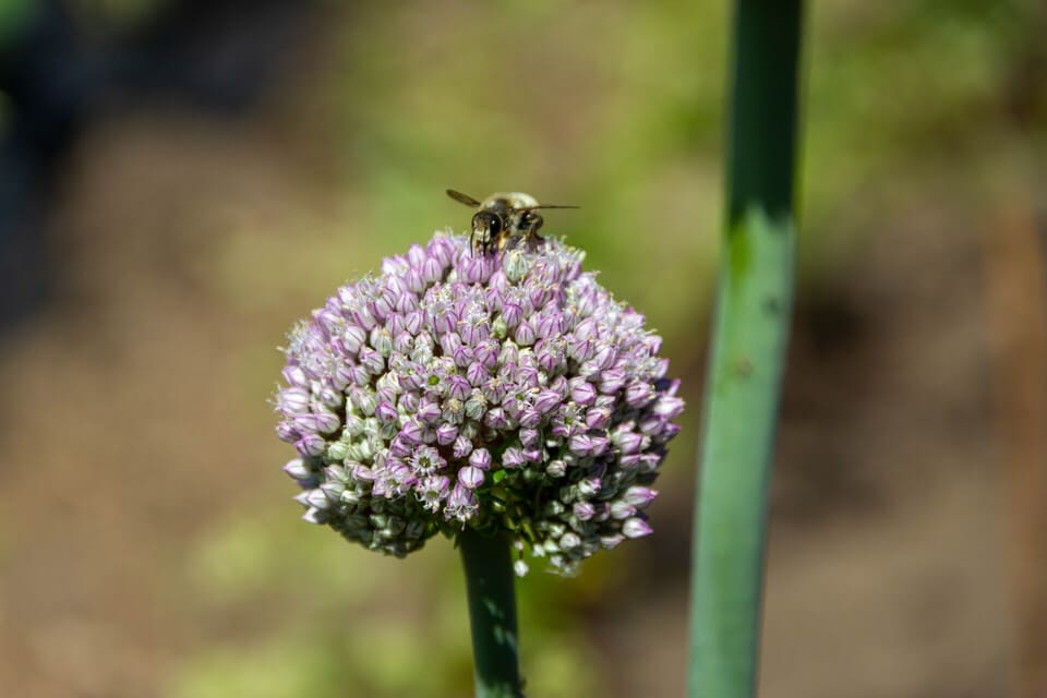 Avno Oasis: bij op bloem