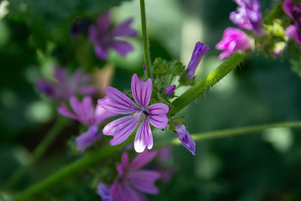 Avno Oasis: bloem paars