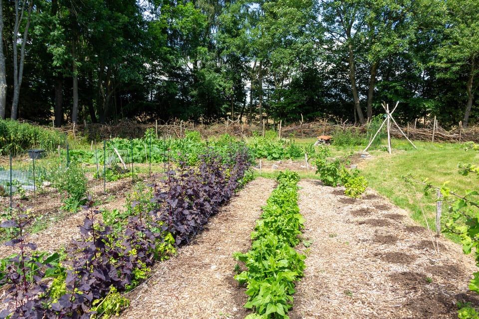 Avno Oasis: moestuin