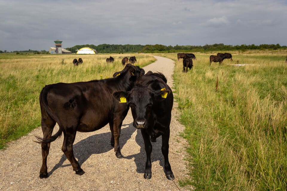Avno Oasis: zwarte koeien op pad