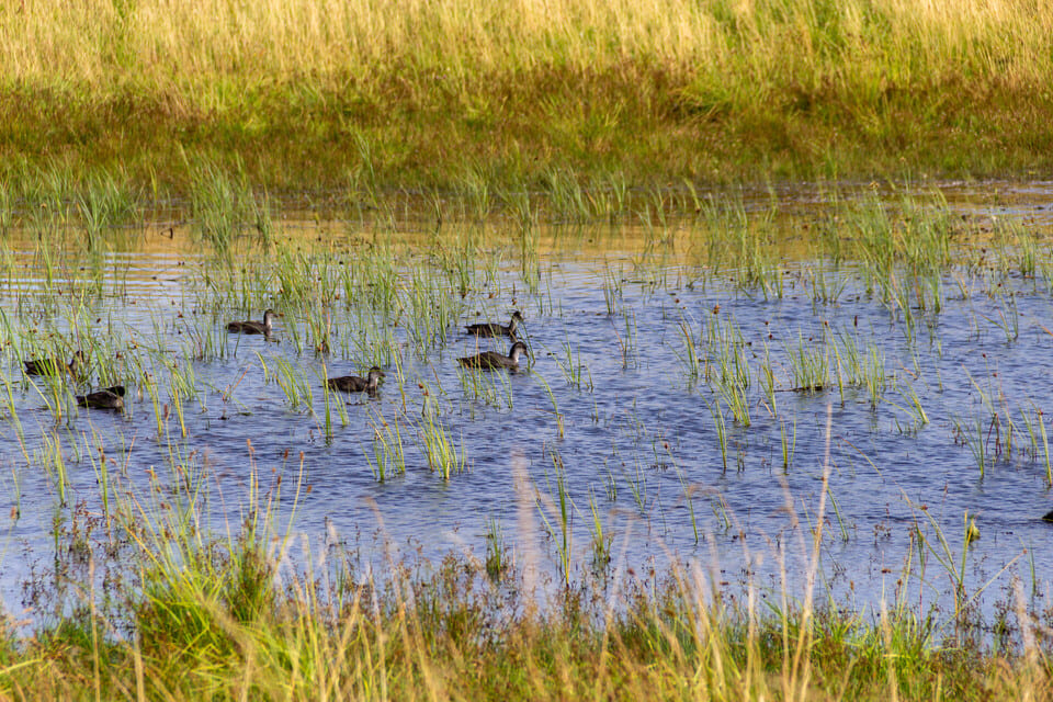 Avno Oasis: eenden in water