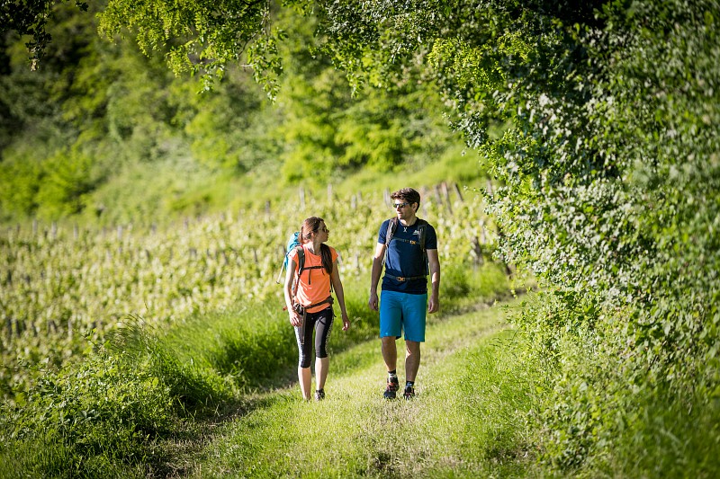 Wandelen langs de wijngaarden - jura tourisme - benjamin becker