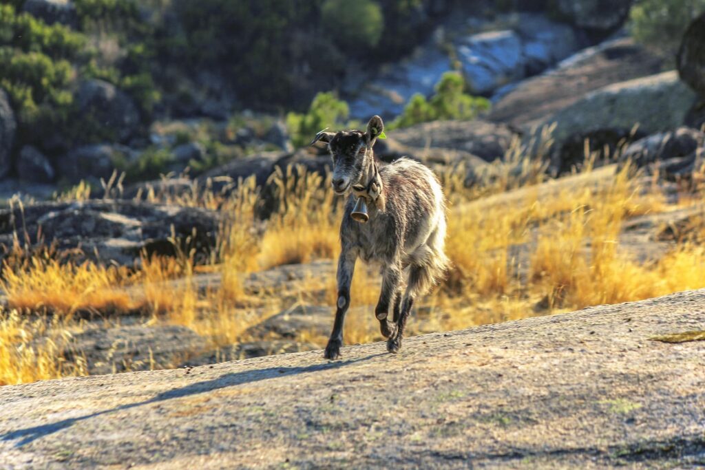 Serra da estrela - geit met bel