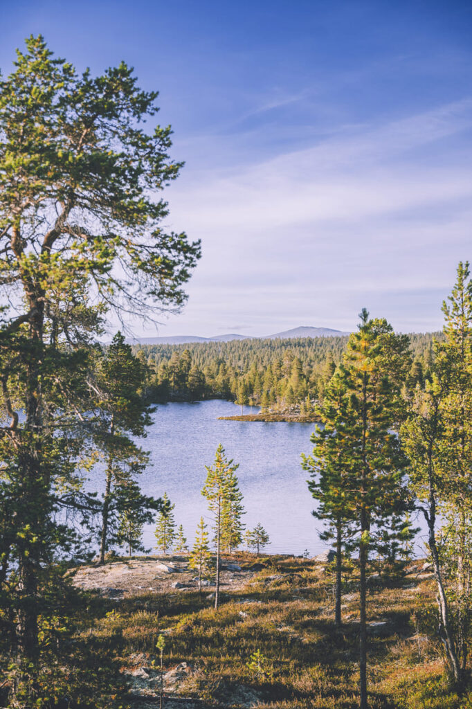 Femundsmarka_bossen en meer