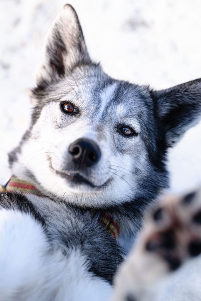 Rondreis Midden Noorwegen: 7-daagse winter rondreis 22 midden noorwegen - husky
