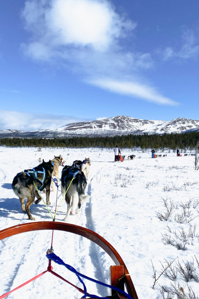 Rondreis Midden Noorwegen: 7-daagse winter rondreis 23 midden noorwegen - husky slede tocht
