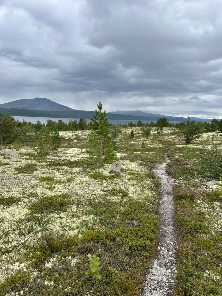 Femundsmarka - pad in landschap