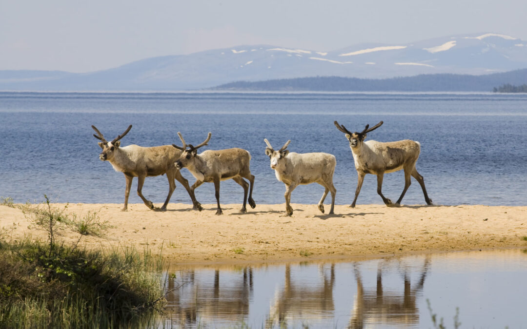Femundsmarka_rendieren op wit strand