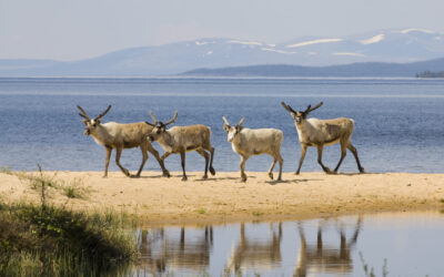Wilderness Taste in Femundsmarka: zes dagen wandelen door Scandinaviës grootste wildernisgebied