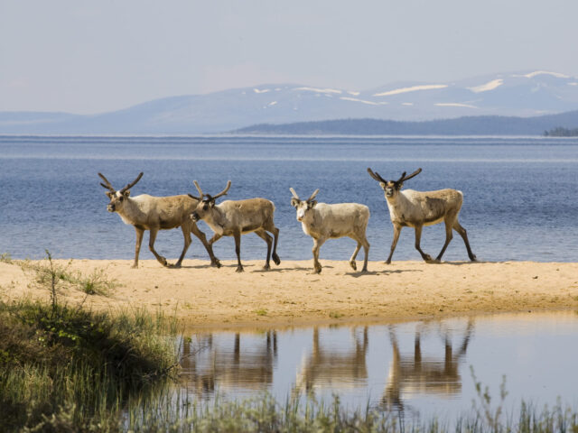 Femundsmarka_rendieren op wit strand