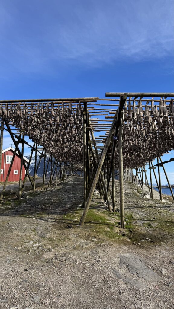 Lofoten - reine - vis te drogen