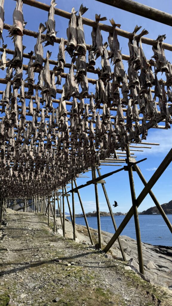 Lofoten - reine - vis te drogen